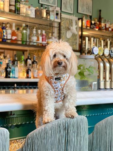 a small dog sitting on a chair at a bar at Richmond Hill Hotel in Richmond upon Thames