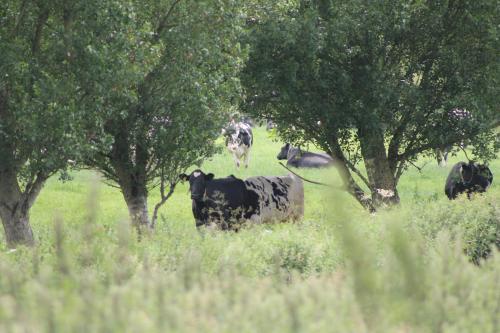 a herd of cows in a field with trees at Home with HotTub near AltonTowers & Waterworld sot in Stoke on Trent