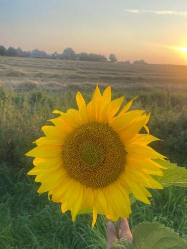 a person holding a large yellow sunflower in a field at Haus am Moor in Rehden