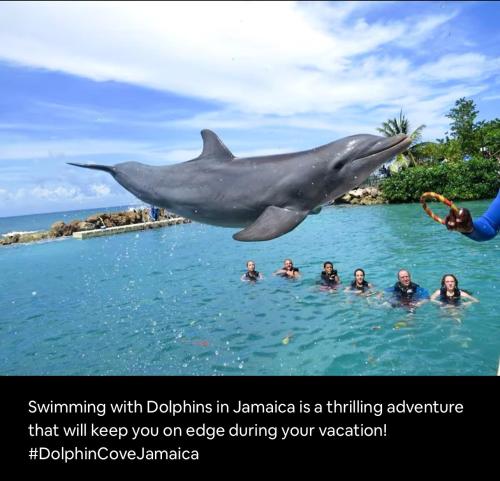 a shark in the water with a group of people at Skyline Suites Villa and Spa in Montego Bay