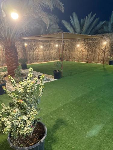 a plant in a pot on a lawn at night at the farm break in Madīnat Zāyid