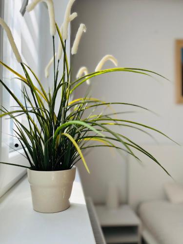 a plant in a white pot sitting on a table at Dom na wzgórzu z widokiem na jezioro in Brodnica Dolna