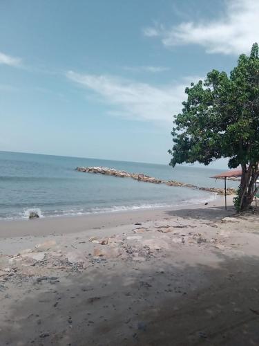 a tree sitting on a beach with the ocean at Cabaña MARDELA Casa de Playa in San Antero
