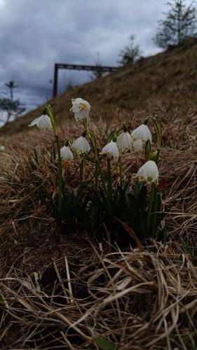 a bunch of white flowers growing on a hill at Laska House in Pylypets