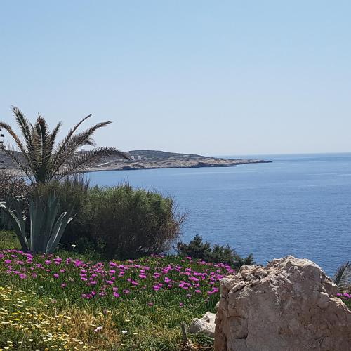 a field of flowers next to a body of water at Akrogiali studios in Donoussa