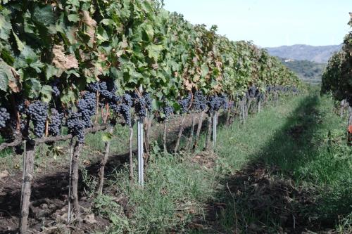 a row of grape vines in a field at Feudo Vagliasindi -Wine Experience- in Randazzo