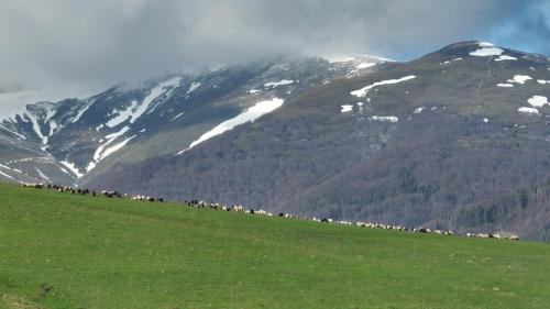 a herd of animals grazing on a field with mountains at Laska House in Pylypets