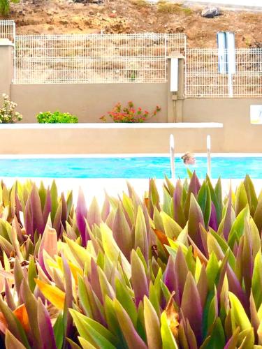 a bunch of plants in front of a swimming pool at Comfort in Playa las Americas in Playa de las Americas