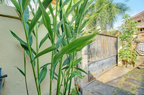 a large green plant in front of a fence at OYO Life 92954 Shanti Kost in Singaraja