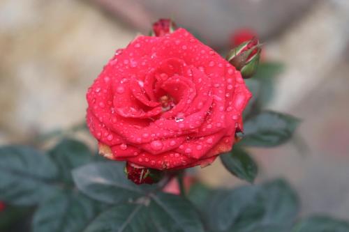 a red rose with drops of water on it at Atash Eco Village Homestay Van Hoi in Quân Khê