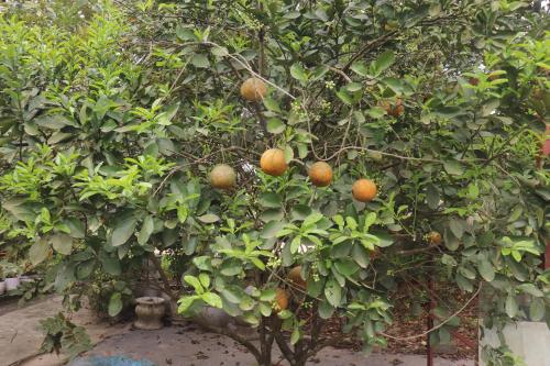an orange tree with lots of oranges on it at Atash Eco Village Homestay Van Hoi in Quân Khê