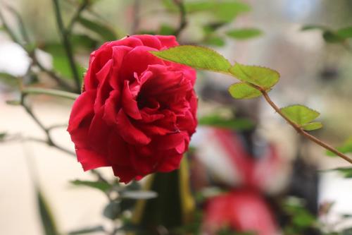 a red rose with a green leaf on it at Atash Eco Village Homestay Van Hoi in Quân Khê