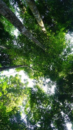 a view of the tops of trees in a forest at Atash Eco Village Homestay Van Hoi in Quân Khê