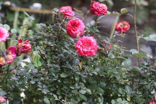 a bunch of pink roses in a bush at Atash Eco Village Homestay Van Hoi in Quân Khê