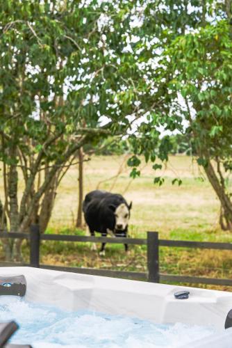 a bull standing in a field behind a fence at Catley Lodge B&B Farmstay in Te Horo