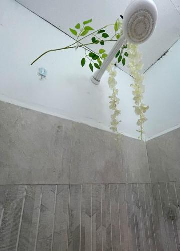 a plant hanging from the ceiling of a room at Woods Cottage Kilimani in Nairobi