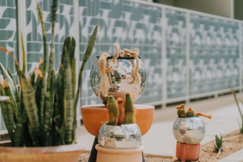 a group of potted plants sitting on a table at Royal Sun Palm Springs in Palm Springs