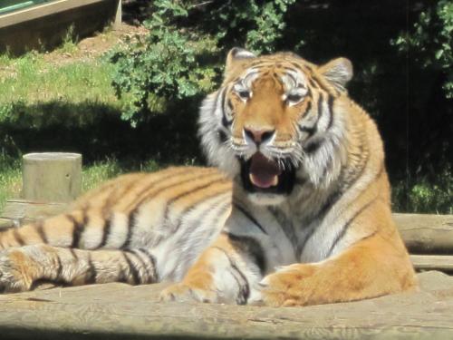two tigers laying on the ground in a zoo at Hotel Des Négociants in Lamastre