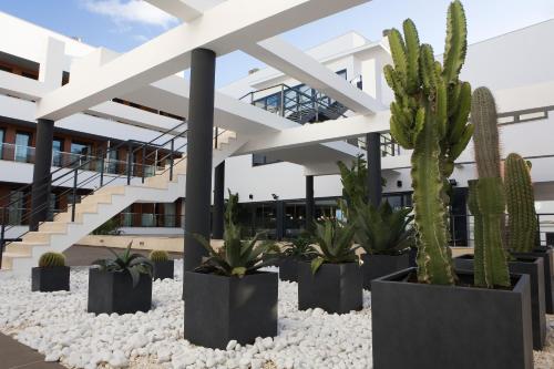 a group of cacti and plants in front of a building at Hotel y Apartamentos Conilsol in Conil de la Frontera