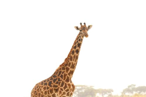 a giraffe standing next to some trees at Amboseli Amanya Lodge in Rift Valley