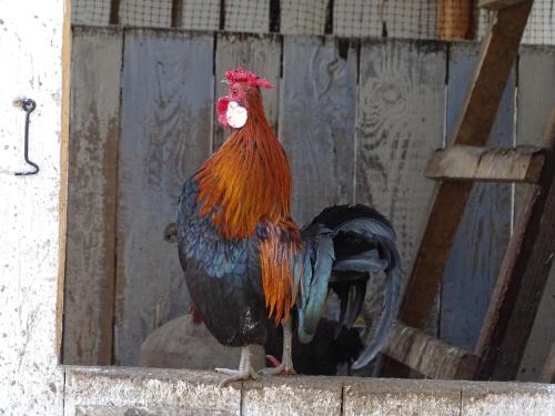 a rooster standing on top of a wooden structure at Agroturystyka Głuchowskie Specjały in Głuchów