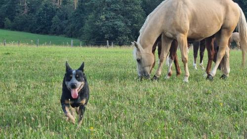 a dog running in a field next to a horse at Ranči v Buši - pokoj ve srubu in Čím