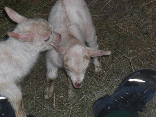 two baby goats are standing in the hay at Auerhiasbauer in St. Wolfgang