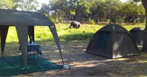 two tents in a field with an elephant in the background at Khwai Mokoro Safaris and Campsites in Khwai