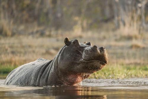 a rhino swimming in the water in the water at Khwai Mokoro Safaris and Campsites in Khwai