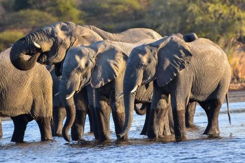 a herd of elephants standing in the water at Khwai Mokoro Safaris and Campsites in Khwai