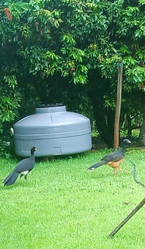 two birds standing in the grass next to a cooler at Nosso Cantinho Delfinópolis Serra da Canastra in Delfinópolis