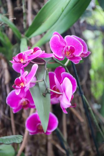 a group of pink flowers on a plant at Hotel Colina Inn Escazu in San Rafael