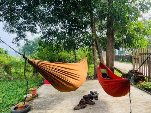 two hammocks hanging from a tree in a yard at Hieu-Homestay in Phong Nha