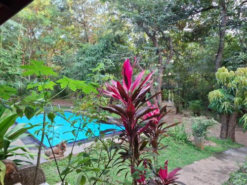 a pink plant in front of a swimming pool at Villa Habarana in Habarana