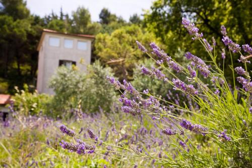 a field of purple flowers with a building in the background at B&B La Torre del Poggio in Poggio