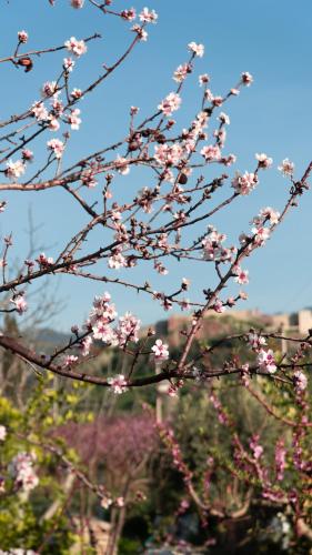 a branch of a tree with pink flowers on it at Mandalin Glamping in Selcuk