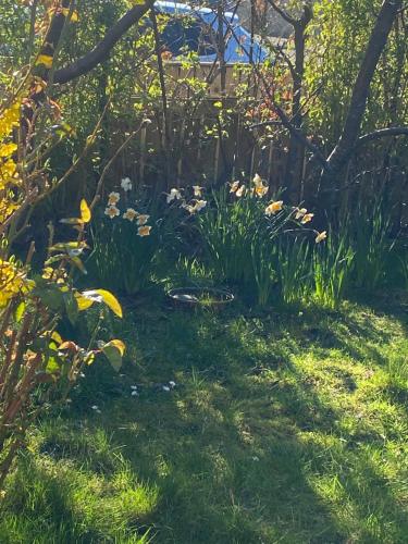 a garden with some flowers in the grass at Caledonia House in Rosyth