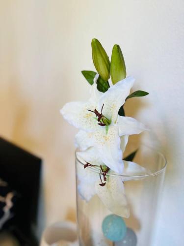 a glass vase with a white flower in it at Sunny modern Apartment Lake View Relax in Brissago
