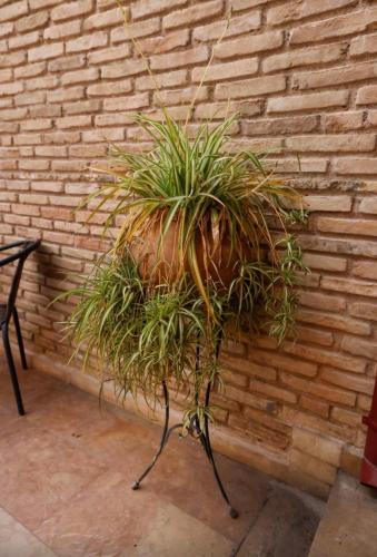 a plant on a stand in front of a brick wall at Home4U Κερατέα apt5, just 17Km from airport in Keratea