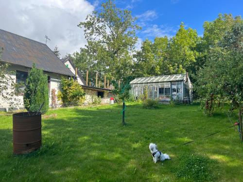 a dog on a leash in the yard of a house at Stallet in Ystad