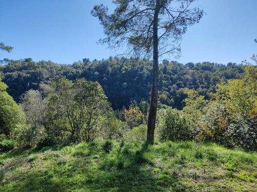 un arbre au milieu d'un champ herbeux dans l'établissement Chambre à Valbonne, à Valbonne