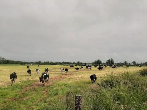 アパートメントの敷地内または近くにいる動物