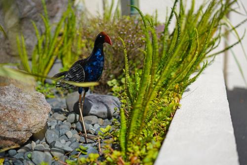 a bird standing on rocks next to a plant at Ashwood Manor Motor Lodge in Hamilton