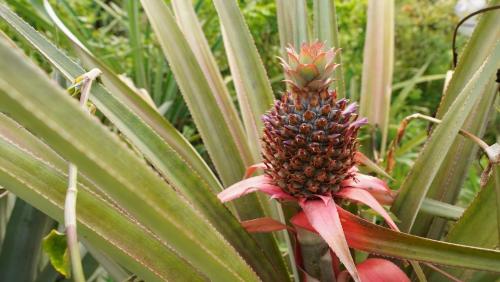 a pineapple plant with a pink flower at Pebble Coin in Corinthe