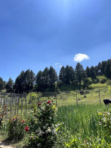 a field of flowers with trees in the background at Villa Tomorrow in Ujanik