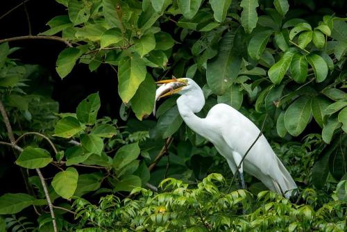 a white bird standing in a tree with its beak in at Tortugal Boutique River Lodge in Rio Dulce