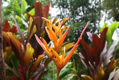 an orange flower in front of some other plants at Tortugal Boutique River Lodge in Rio Dulce