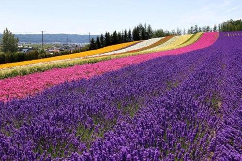 a field of purple and pink flowers in a field at furano Hokuseisanso I in Furano