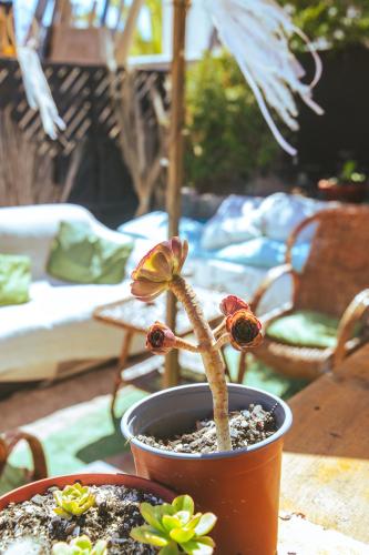 a small plant in a pot on a table at Aldea Bahiguana in Bahia Inglesa