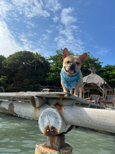a small dog standing on the back of a boat at Espectacular cabaña frente al mar in Paso Nuevo